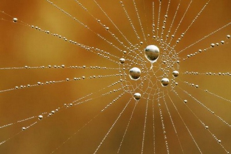 still-life-photography-nhiep-anh-tinh-vat-la-gi_