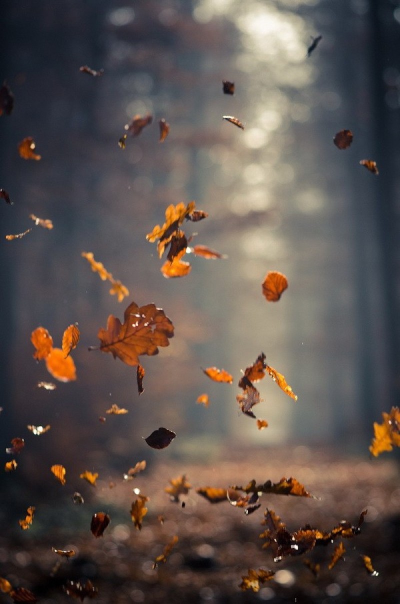 still-life-photography-nhiep-anh-tinh-vat-la-gi_