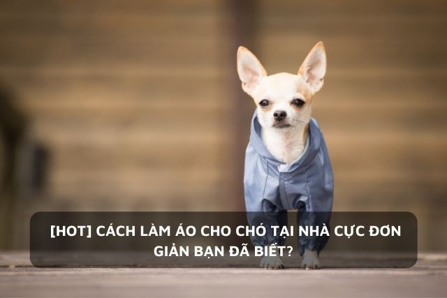 Các Cách May Áo Cho Chó Giúp Bạn Tiết Kiệm Chi Phí