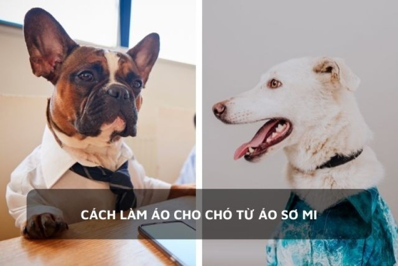 Chú chó mặc áo sơ mi trông khá thanh lịch