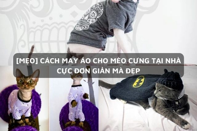 Cách Làm Áo Cho Mèo Cực Xinh Giúp Bạn Tiết Kiệm Túi Tiền