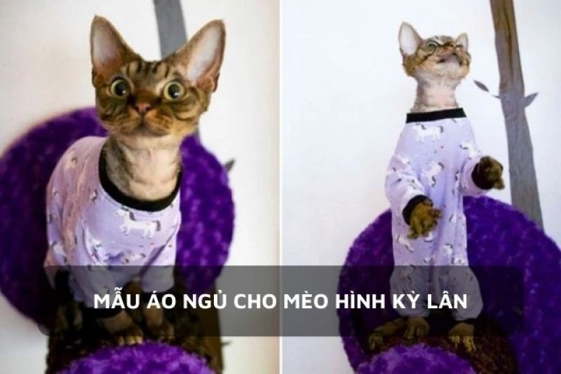 Bé mèo mặc bộ ngủ đáng yêu