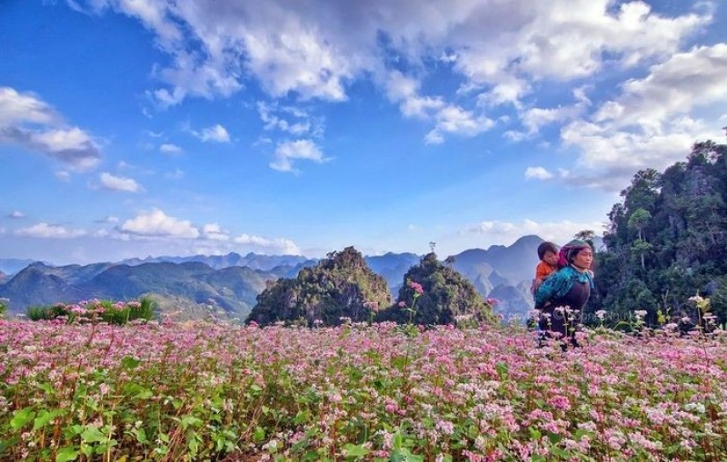 Cánh đồng hoa tam giác mạch