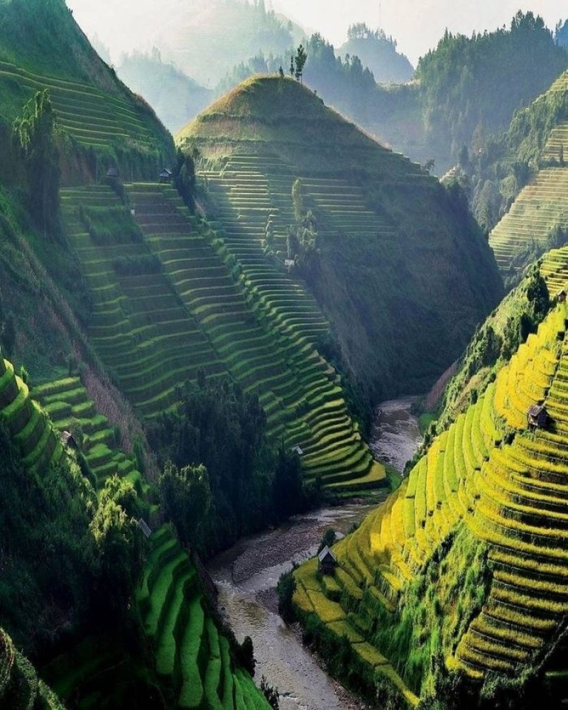 Những thửa ruộng bậc thang vào mùa lúa chín