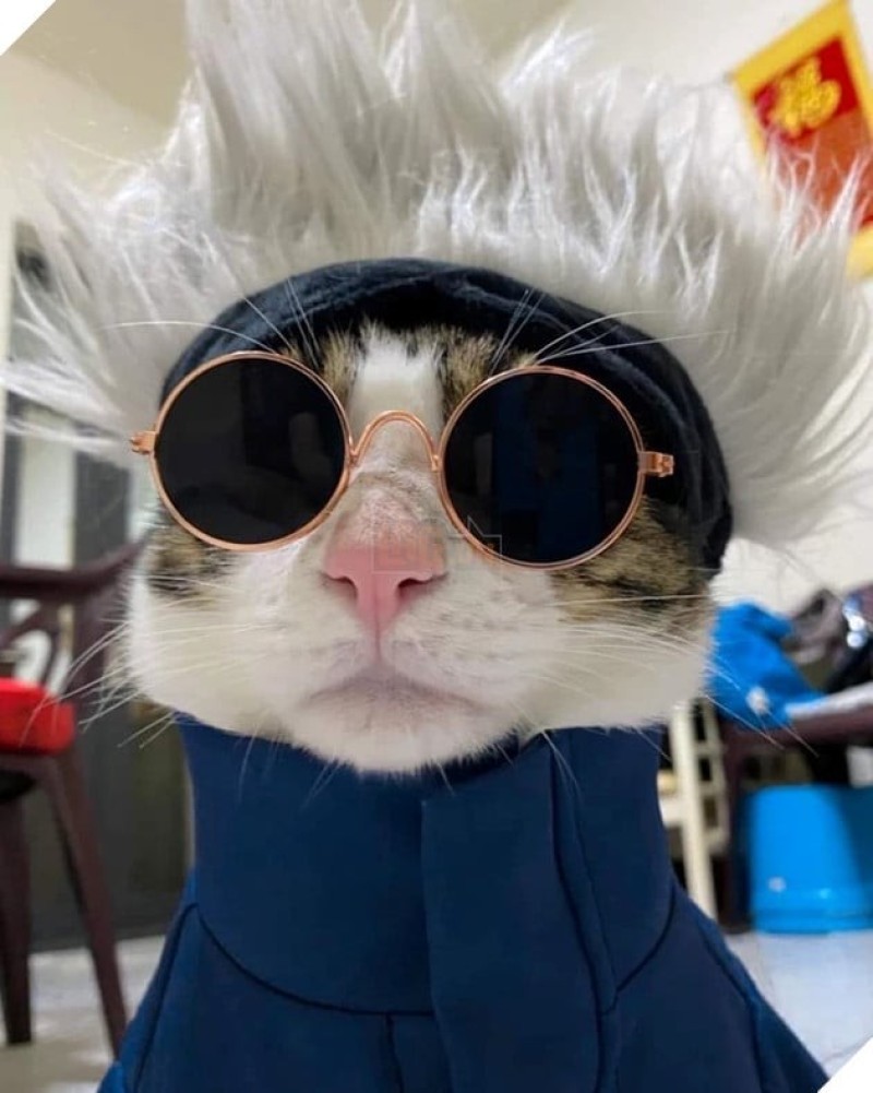 chú mèo cosplay gojo satoru jujutsu kaisen
