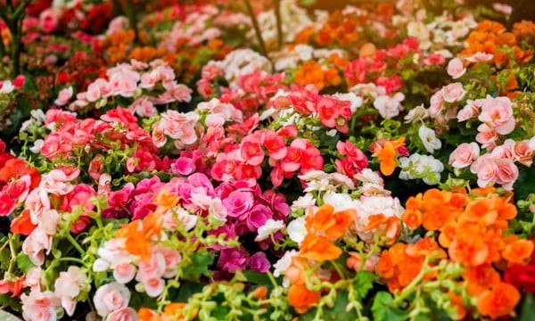 Top 7 Lễ Hội Tháng 5 Đặc Sắc Nhất Tại Ấn Độ
