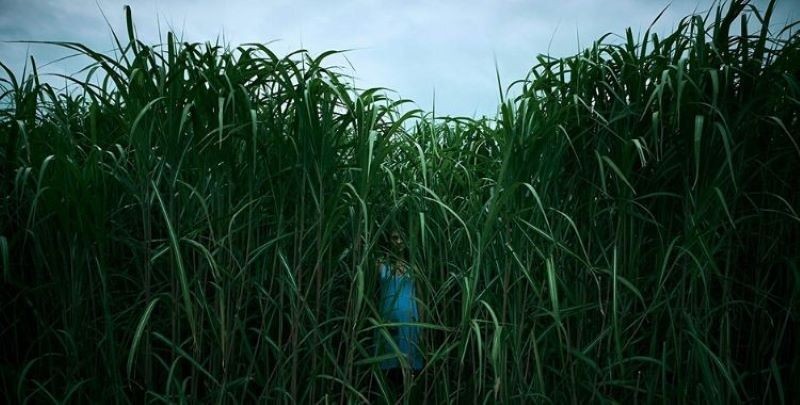 Bụi cỏ ven đường (In the Tall grass)