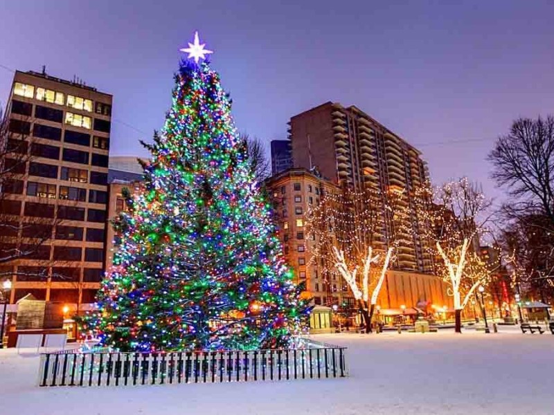 vì sao noel có cây thông và cây thông cao nhất thế giới 
