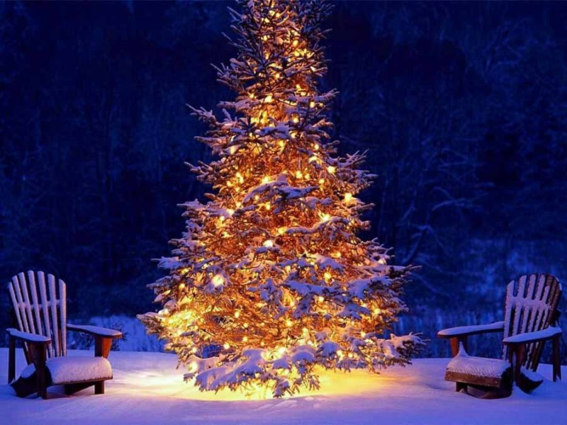 vì sao noel có cây thông 