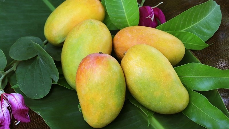 Quả xoài cũng không quá đắt đỏ khó tìm