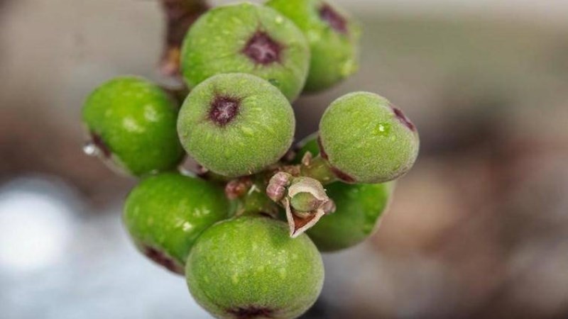 Quả sung rất khó tìm tại một số tỉnh miền nam