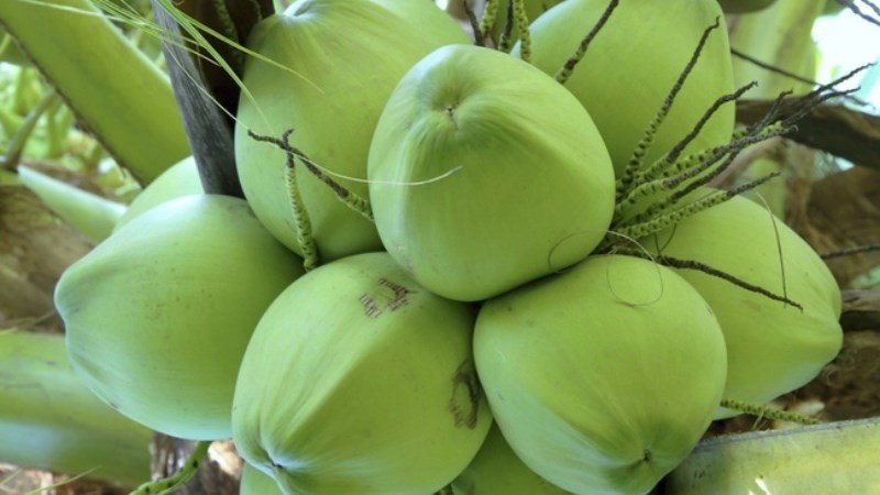 Quả dừa ở đâu cũng có