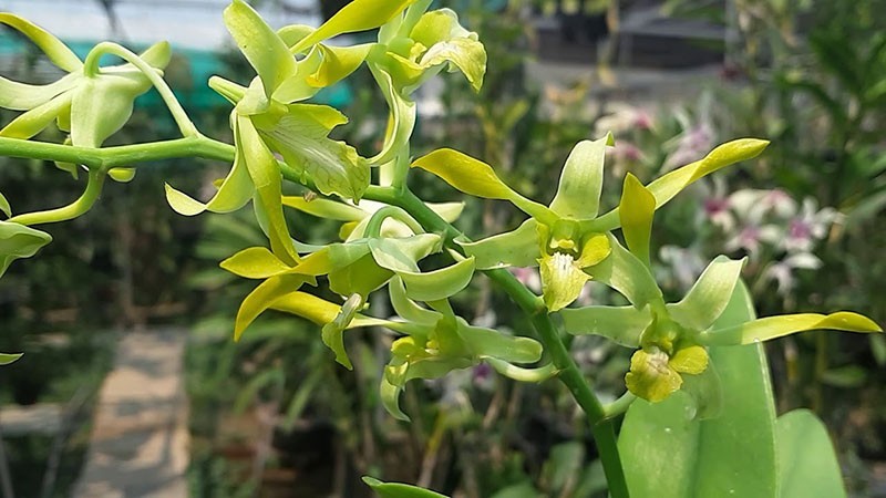 Hoa lan móng rồng
