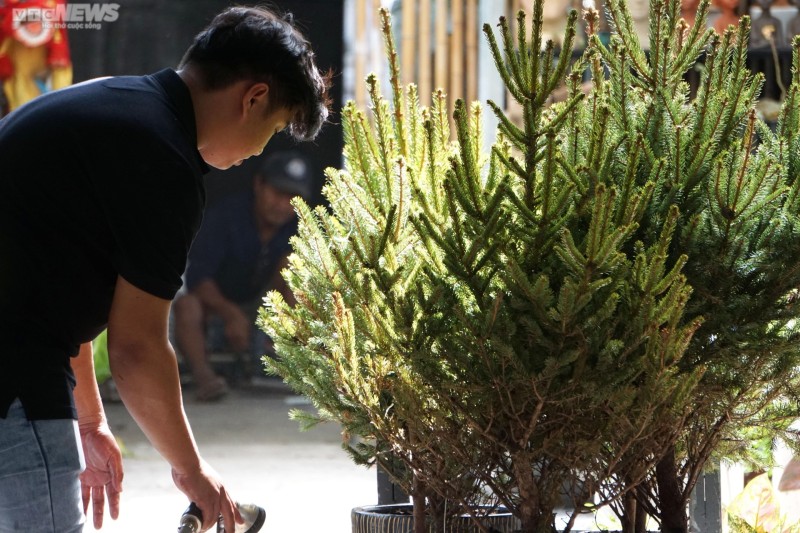 TP.HCM: Cây thông tươi nhập khẩu hút khách mùa Giáng sinh  - 2