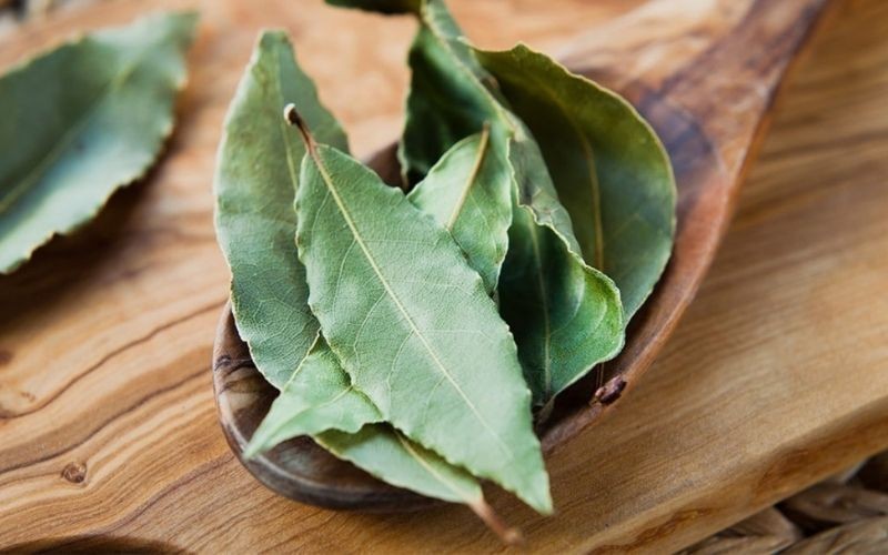 Ý nghĩa của cây nguyệt quế trong thực tiễn