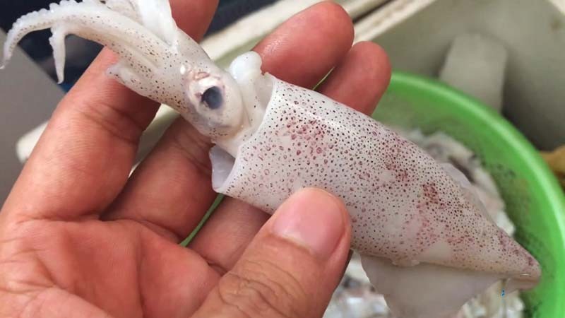 Đầu mực còn dính nguyên và thân thì bạn nên mua ngay nhé