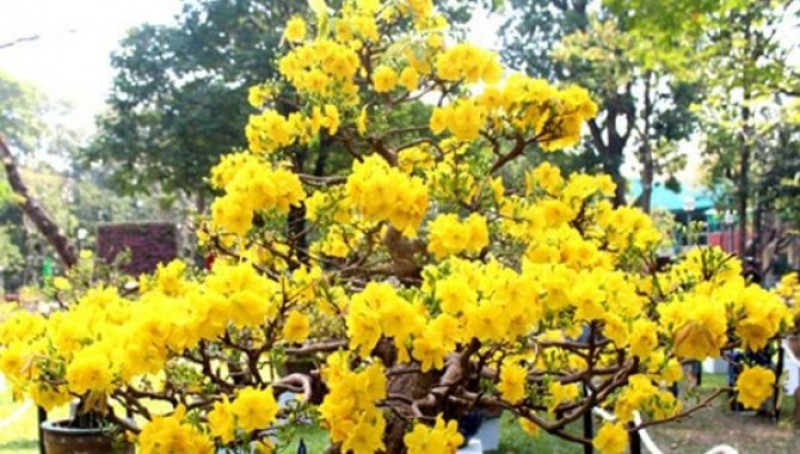 Hoa Mai Vàng tượng trưng cho sự giàu sang, phú quý.