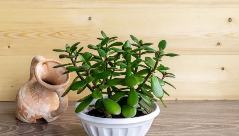 Ngọc Bích tượng trưng cho sự giàu có và thịnh vượng.
