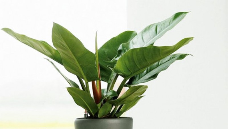 Cây Đế Vương Xanh còn là cây tài lộc, mang đến may mắn, sự thăng tiến trong sự nghiệp cho gia chủ.