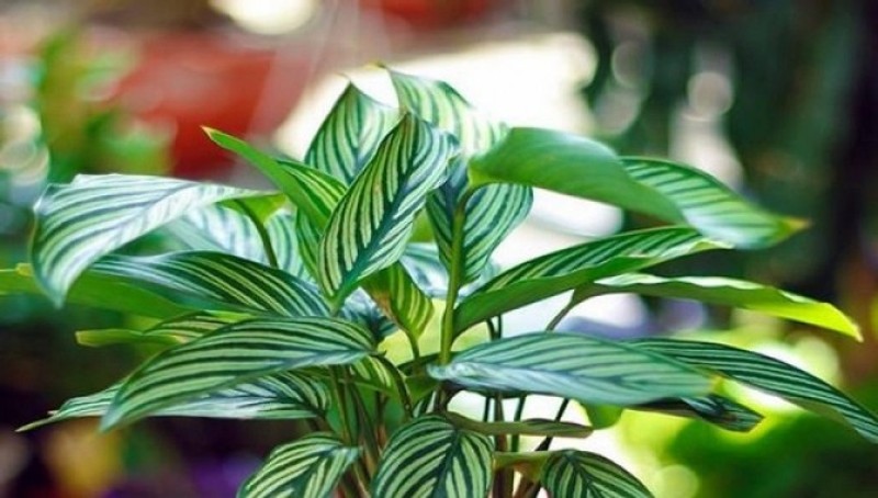 Cây Đuôi Công là biểu trưng cho sự thịnh vượng, tài lộc trong phong thủy.