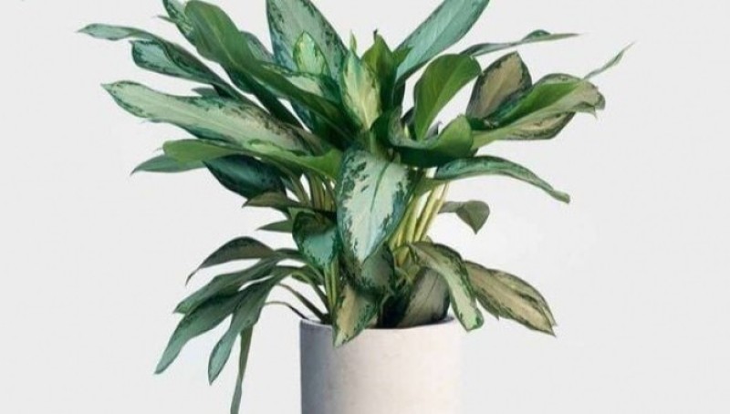 Cây Ngân Hậu mang ý nghĩa xua đi những điều không may mắn, mang lại sự bình an, yên ổn cho gia chủ.