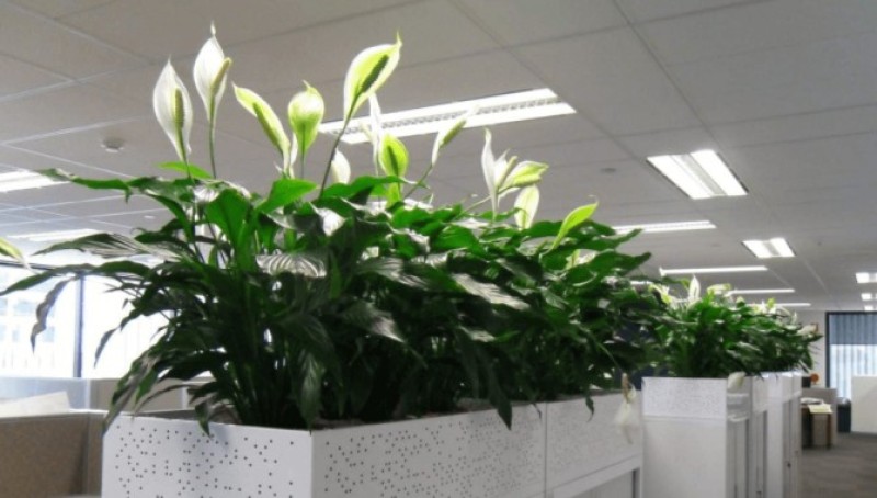 Cây xanh tươi tốt, có nhiều mầm lộc sẽ tốt cho tiến trình công việc. 