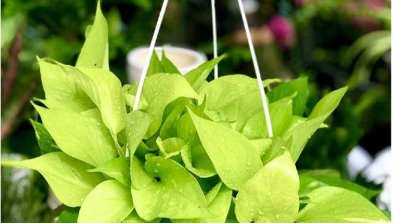 Cây Trầu Vàng được quan niệm là mang đến nhiều may mắn, tài lộc và luồng sinh khí tốt.