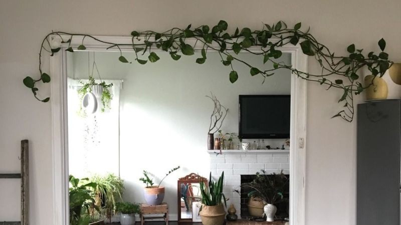 Trồng Dây Leo Trong Nhà Có Nên Không? Nên Trồng Cây Gì?