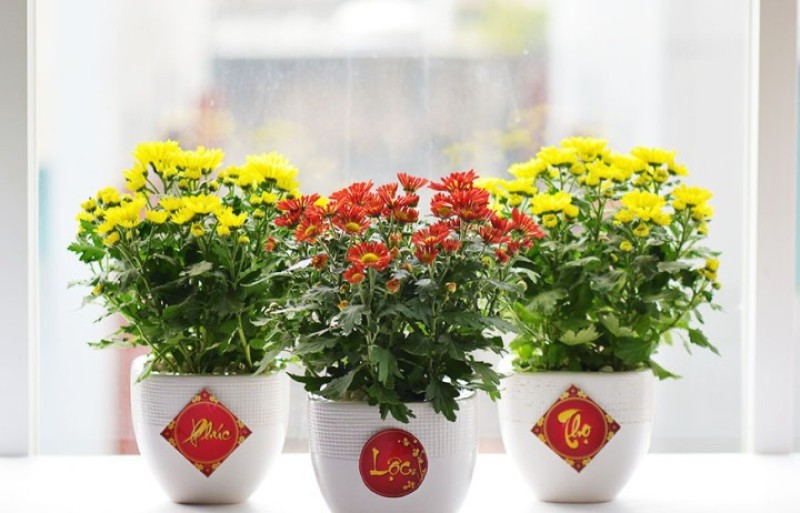 Chậu cây cảnh trang trí Tết
