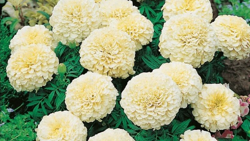 Hoa vạn thọ Mexico