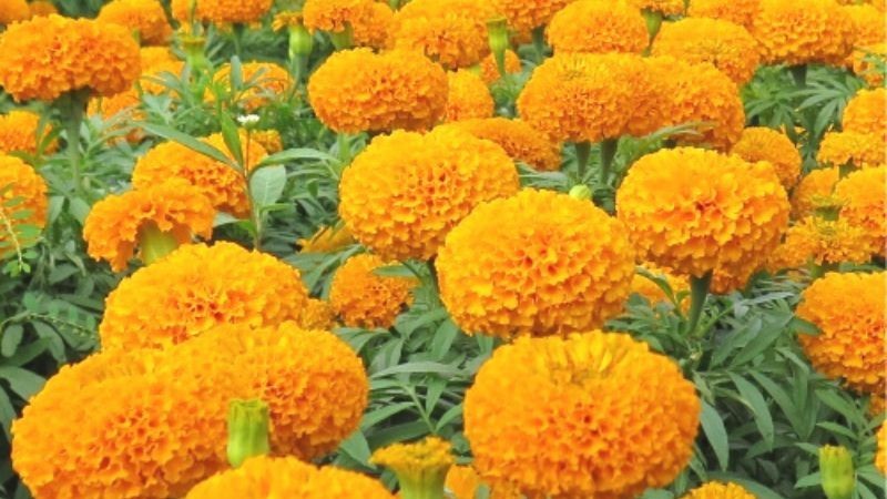 Hoa vạn thọ Thái