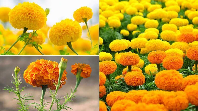  Hoa cúc vạn thọ là gì? Đặc điểm của hoa vạn thọ? Ý nghĩa hoa cúc vạn thọ.