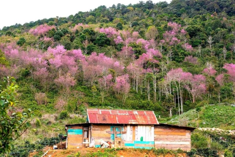 cảnh đẹp Đà Lạt 