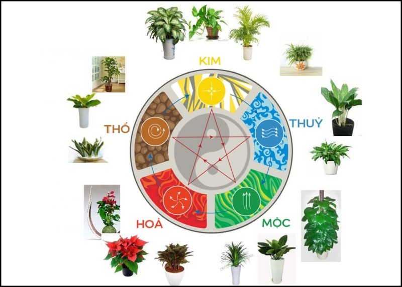 Ai Sẽ Hợp Mệnh Cây Xanh Phong Thủy Theo Thuật Ngũ Hành