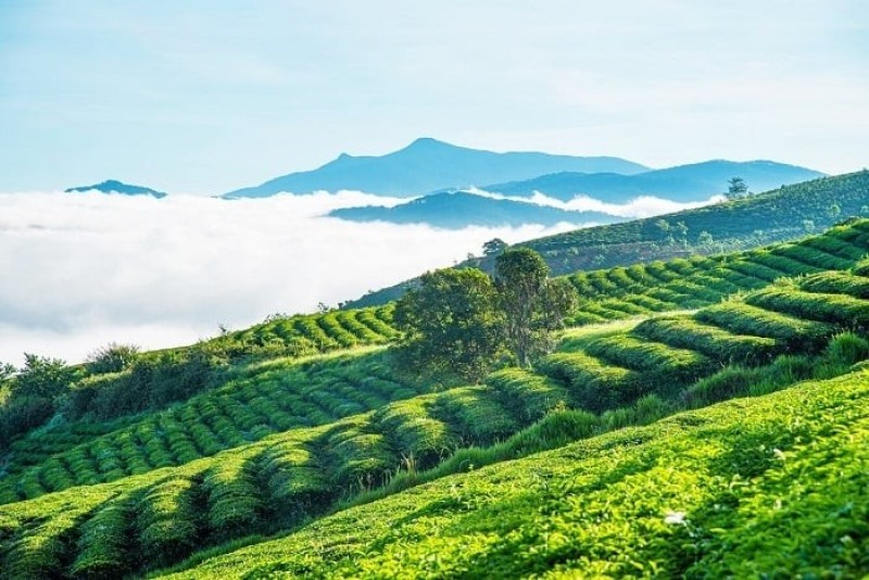 Mỗi mùa Đà Lạt sẽ mang một vẻ đẹp đặc trưng
