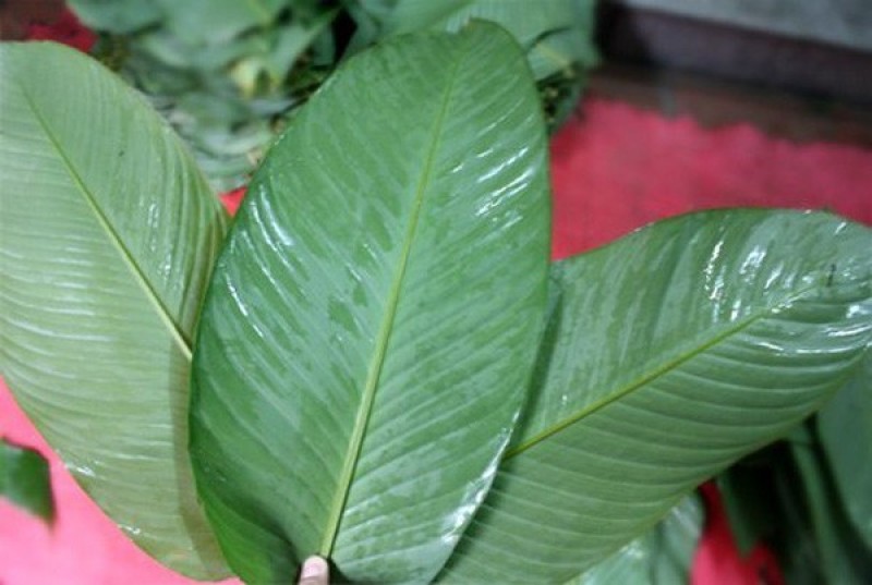 chọn lá dong gói bánh chưng 