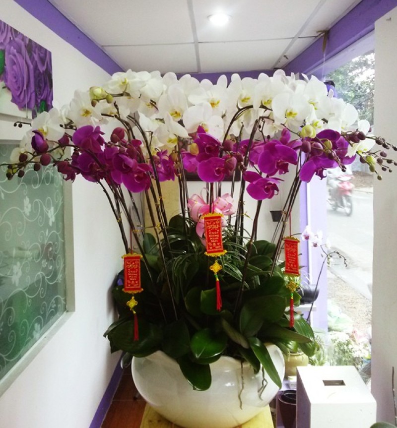Chọn quà tết tặng bố mẹ bằng hoa phong lan