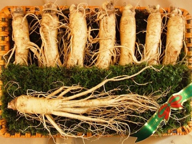 Chọn quà Tết cho bố mẹ chọn nhân sâm Hàn Quốc vừa sang trọng vừa ý nghĩa  