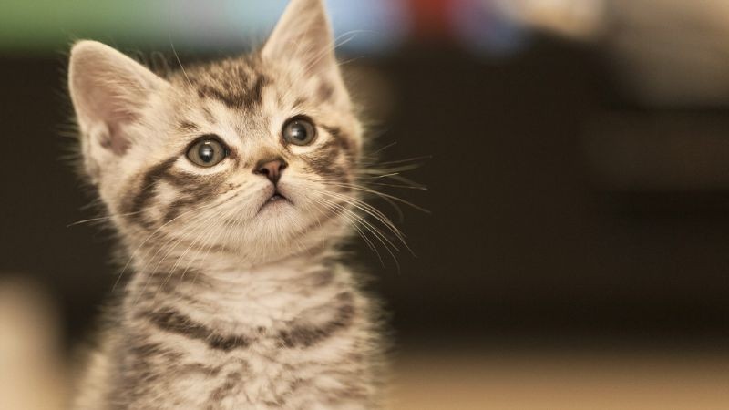 Những Thứ Có Ý Nghĩa Xui Xẻo Không Nên Mua Ngày Đầu Năm