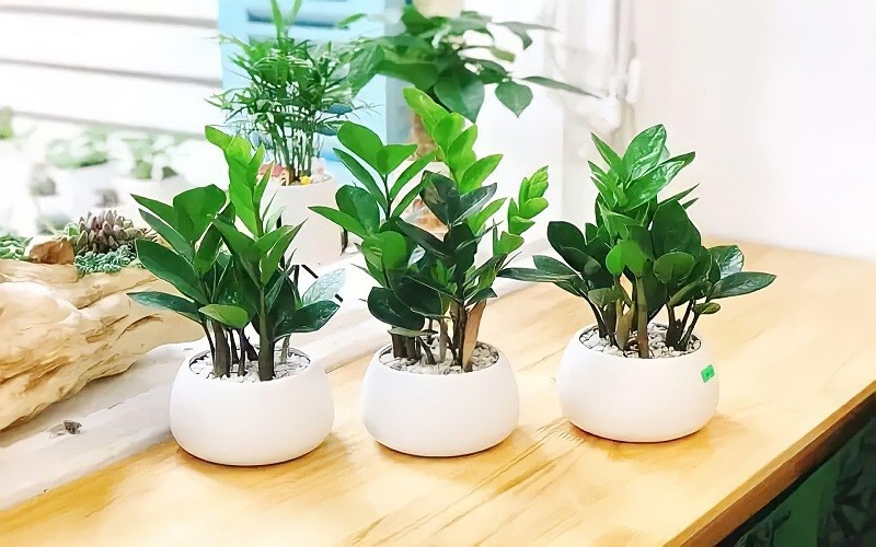 Cây cảnh phong thủy thúc đẩy sự nghiệp phát triển nhanh chóng