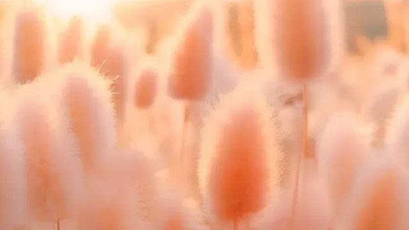 Ý nghĩa của màu Peach Fuzz