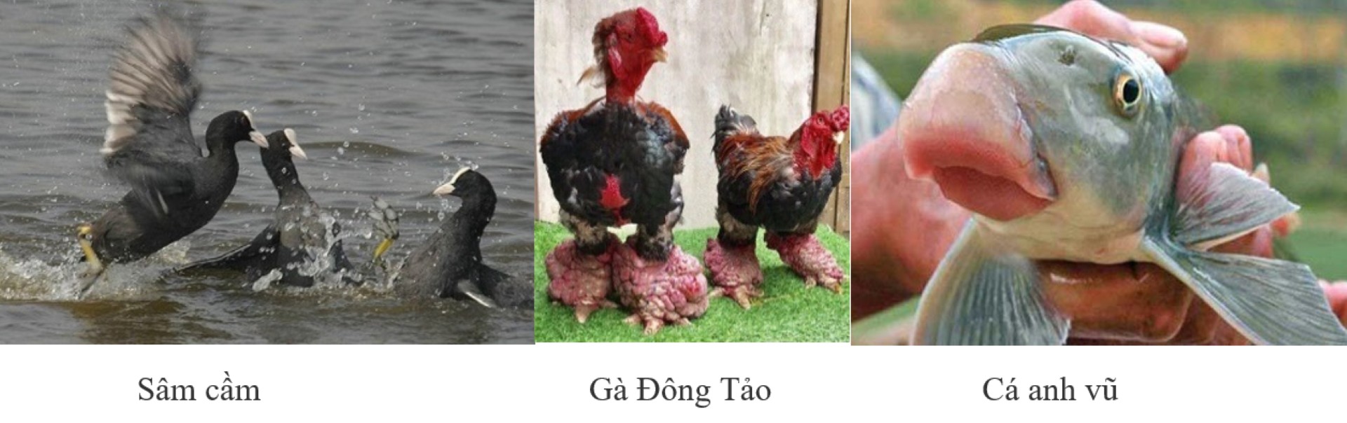 Mùi Thơm Trong Văn Hóa Của Cơm Vua