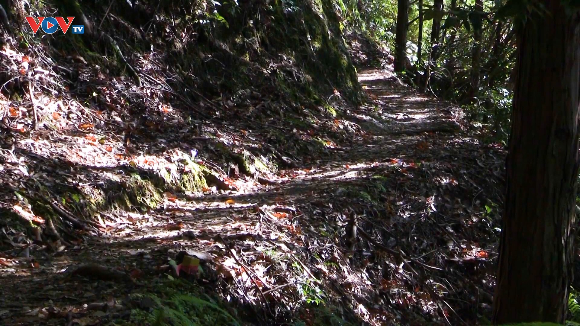 Đường Hành Hương Kumano Kodo 1000 Năm Tuổi Tại Nhật Bản