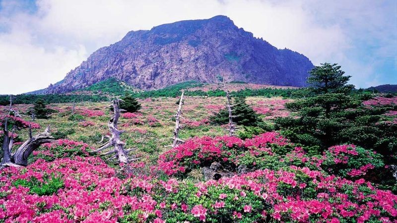 Vẻ đẹp hoang sơ xung quanh núi Hallasan
