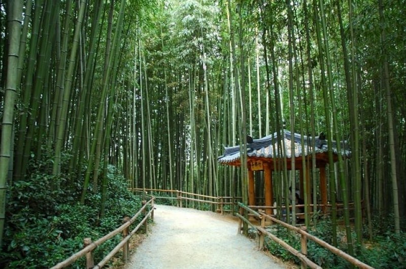 Vườn trúc Juknokwon