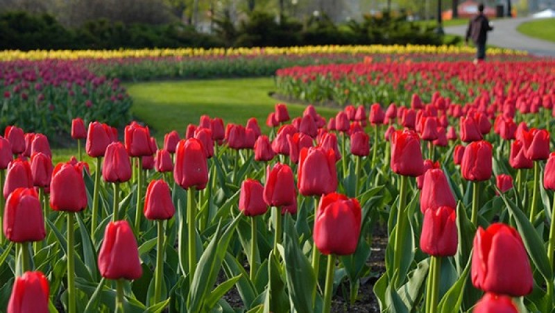lễ hội độc đáo của canada