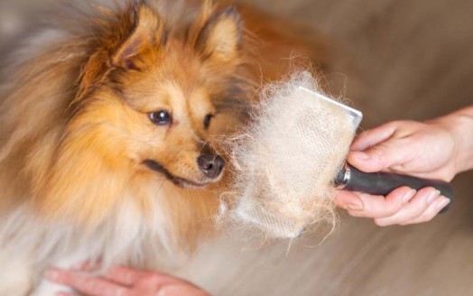 6 Mẹo Loại Bỏ Lông Thú Cưng Trên Quần Áo Đồ Đạc Cực Hay Cho Các Sen