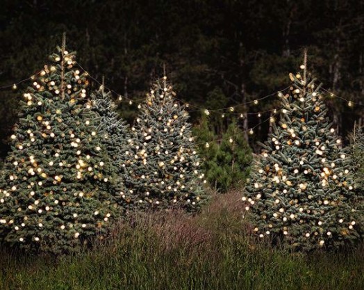 Tìm Hiểu Ý Nghĩa Cây Thông Noel