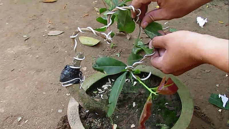 Cây mai đang được uốn cành bằng dây kẽm từ khi còn nhỏ