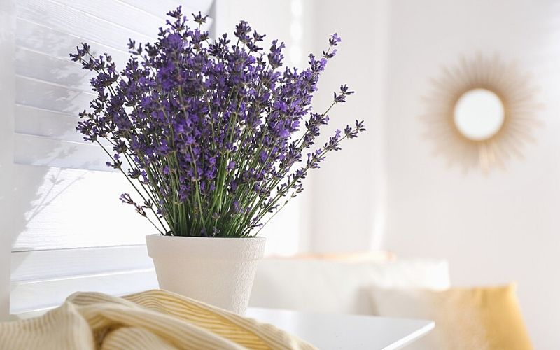 Để Có Giấc Ngủ Ngon Đừng Nên Bỏ Qua 5 Loại Cây Trồng Trong Nhà Này